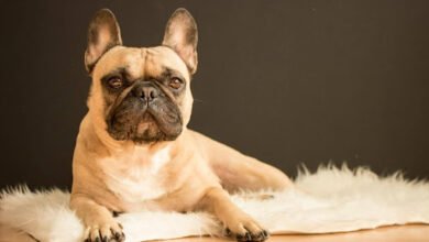 Best UK Pet Insurance for French Bulldogs