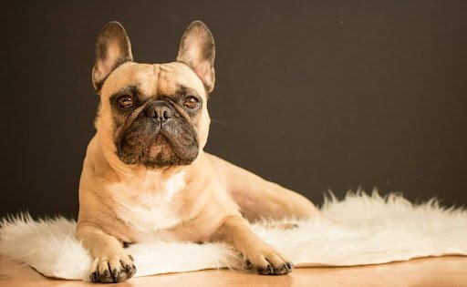 Best UK Pet Insurance for French Bulldogs