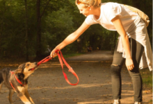 Dogs Who Pull