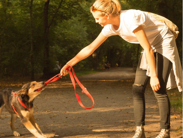 Dogs Who Pull