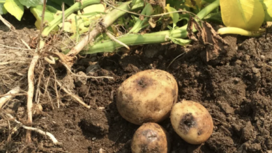 Maximizing Potato Yield by Managing Soil-Borne Diseases with Trichoderma Harzianum