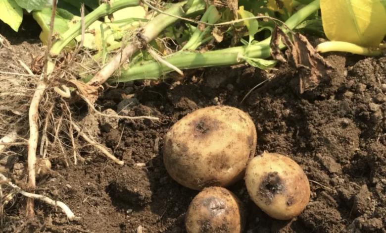 Maximizing Potato Yield by Managing Soil-Borne Diseases with Trichoderma Harzianum